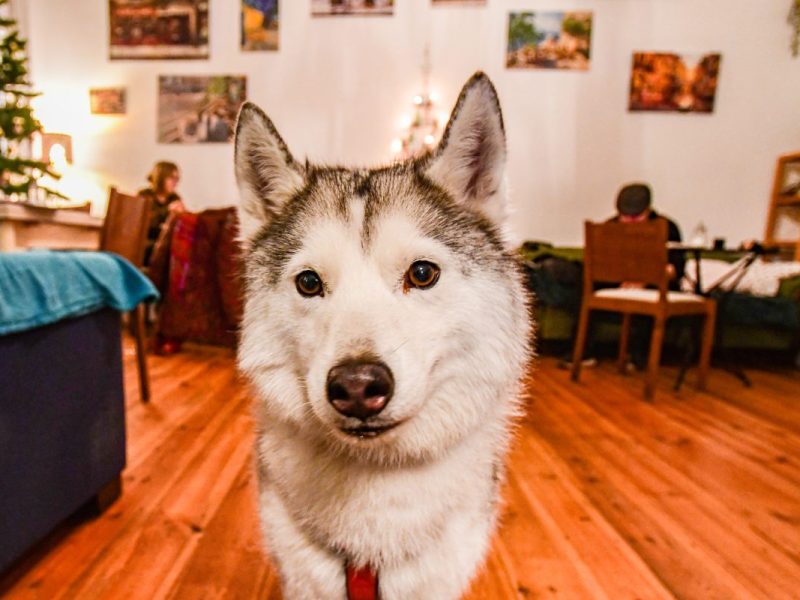 Hund in Berlin