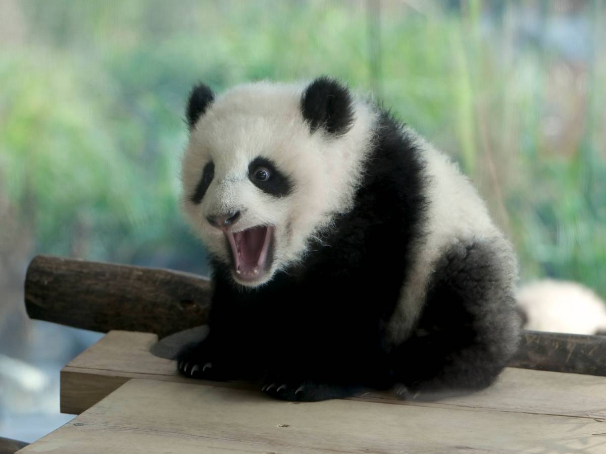 Zoo Berlin