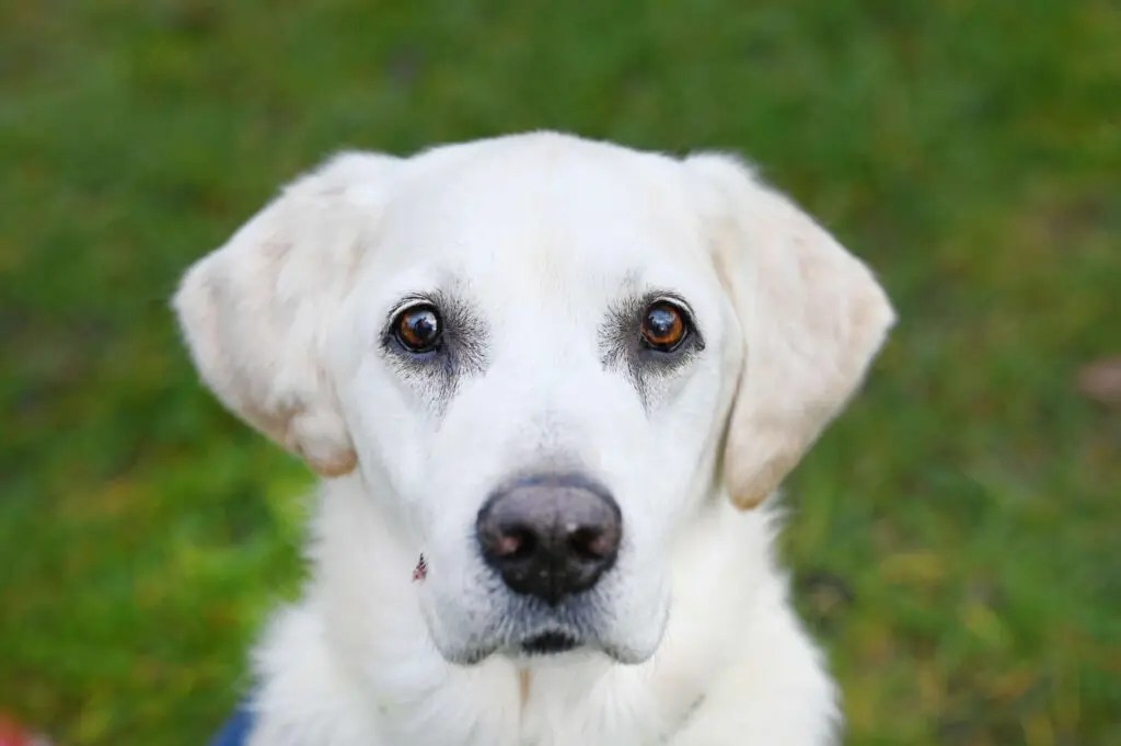 Bislang wohnt Milow im Tierheim Berlin.