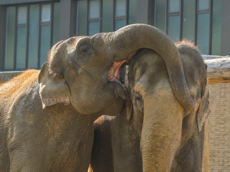Zoo Berlin: Elefanten-Mädchen sorgt für große Aufregung! Dabei hat hier alles seine Ordnung