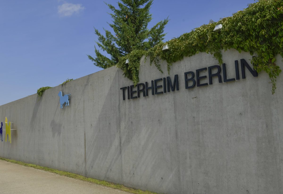 Tierheim Berlin