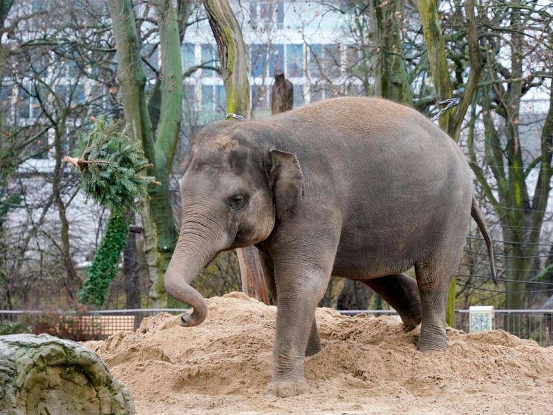 Tierpark Berlin: Unfassbar! Hier spazierte ein Elefant einfach so durch den Park