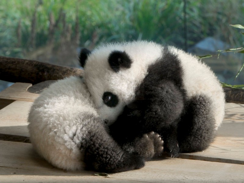 Zoo Berlin: Aufregung im Panda-Gehege! Besucher können es nicht fassen