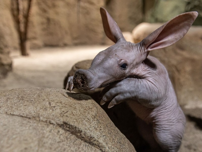 Zoo Berlin macht es offiziell: Große Überraschung bei Mini-Erdferkel
