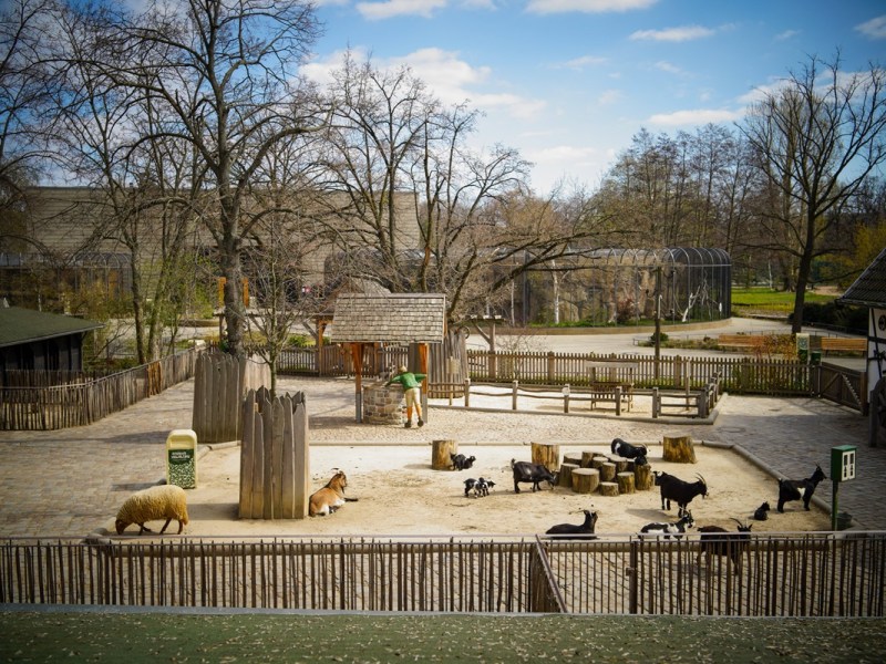 Zoo Berlin mit süßen Neuigkeiten – Nachwuchs im Gehege