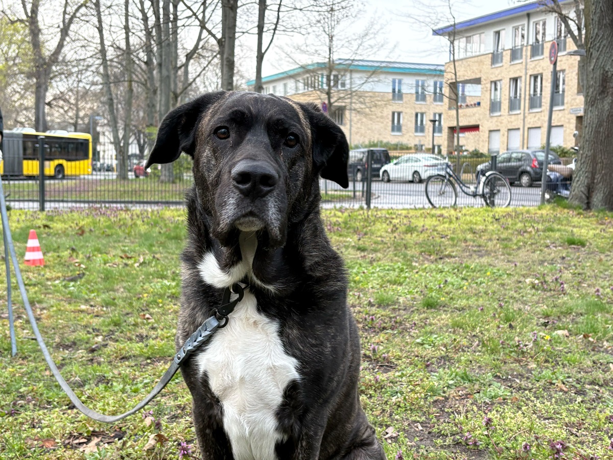 Hund in Berlin: Halter kämpfen gegen Angriffe – „Gefahr steigt immer mehr an“