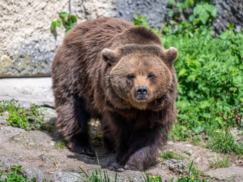 Tierpark München: Plötzlich lauert Gefahr – „Muss immer aufpassen“