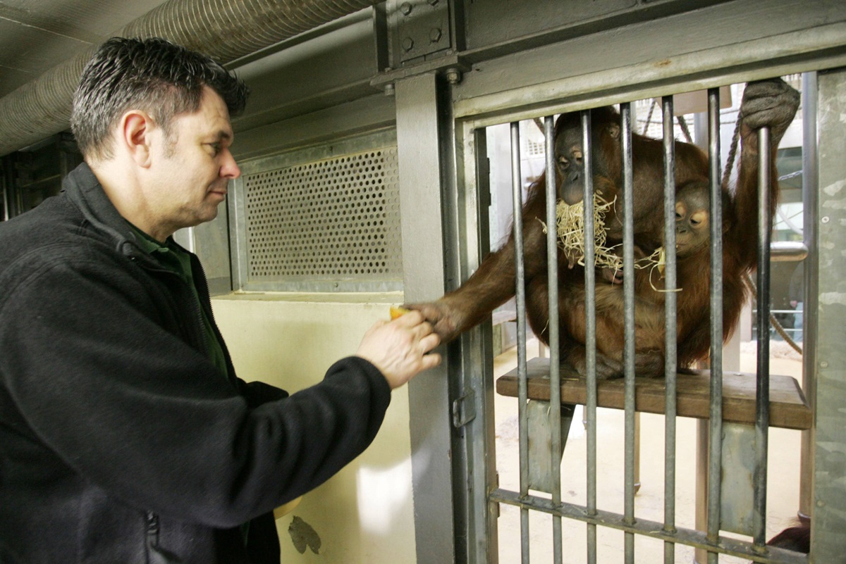 Der Zoo Berlin teilte mit, dass Orang-Utan-Dame Bini verstorben ist.