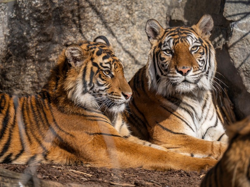 Zoo Berlin veröffentlicht erstes Bild! Besucher dürfen sich freuen