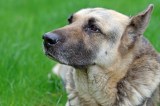 Hund