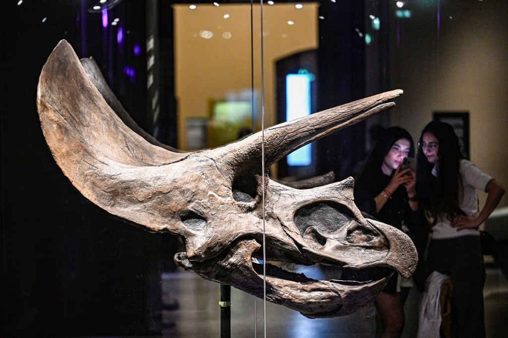 Schädel eines Dinosauriers
