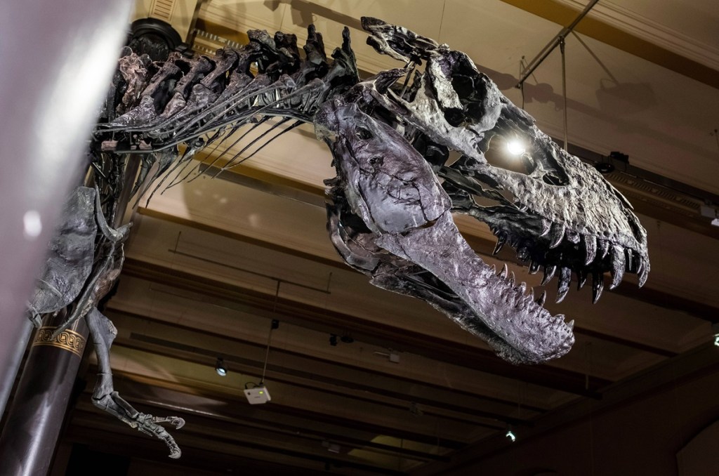 Dinosaurier Skelett